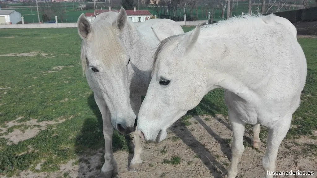 L'Espiga de Blat S.L.